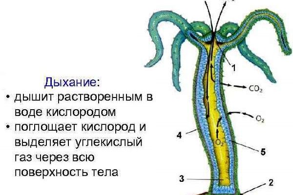 Кракен упал